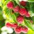 Himbeeren Rezepte