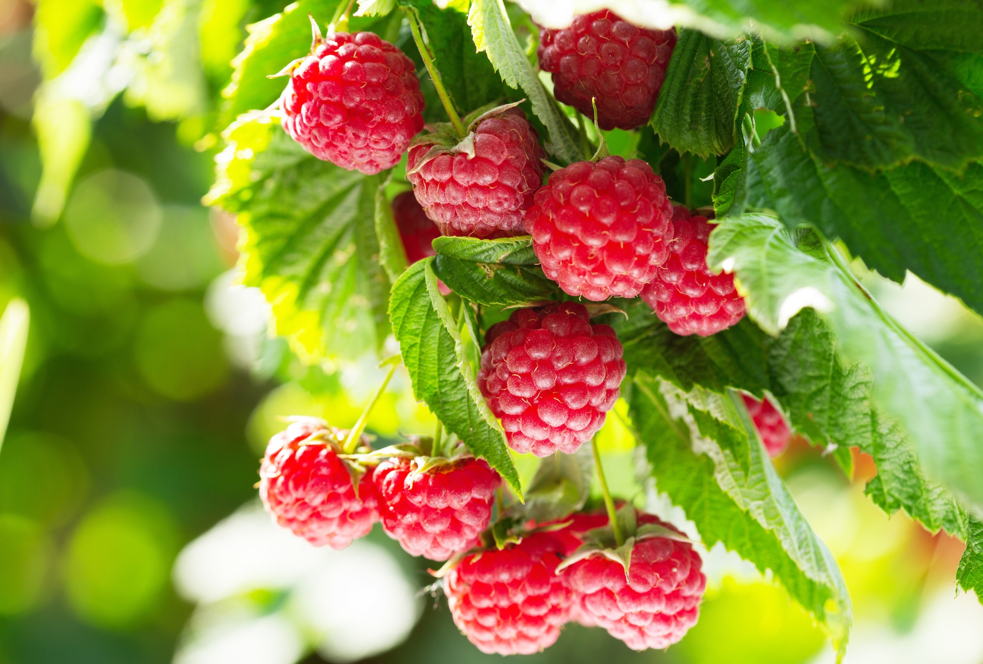Himbeeren Rezepte Himbeeren Rezepte