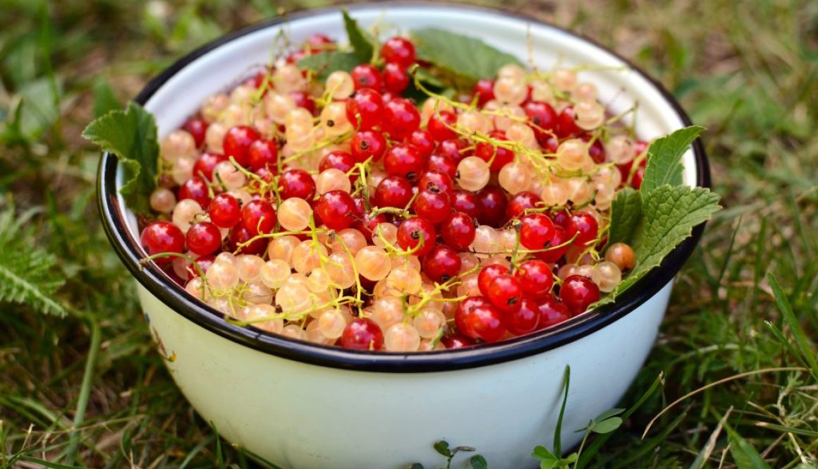 Johannisbeeren Rezepte