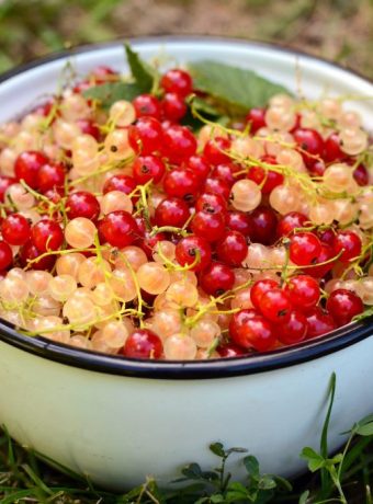 Johannisbeeren Rezepte