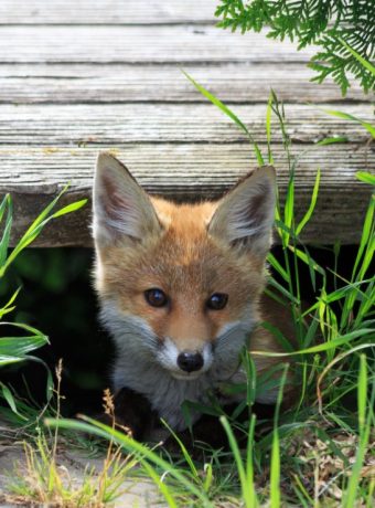Fuchsbandwurm-Infektionen