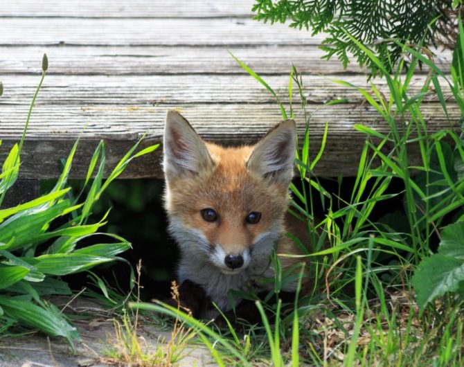 Fuchsbandwurm-Infektionen