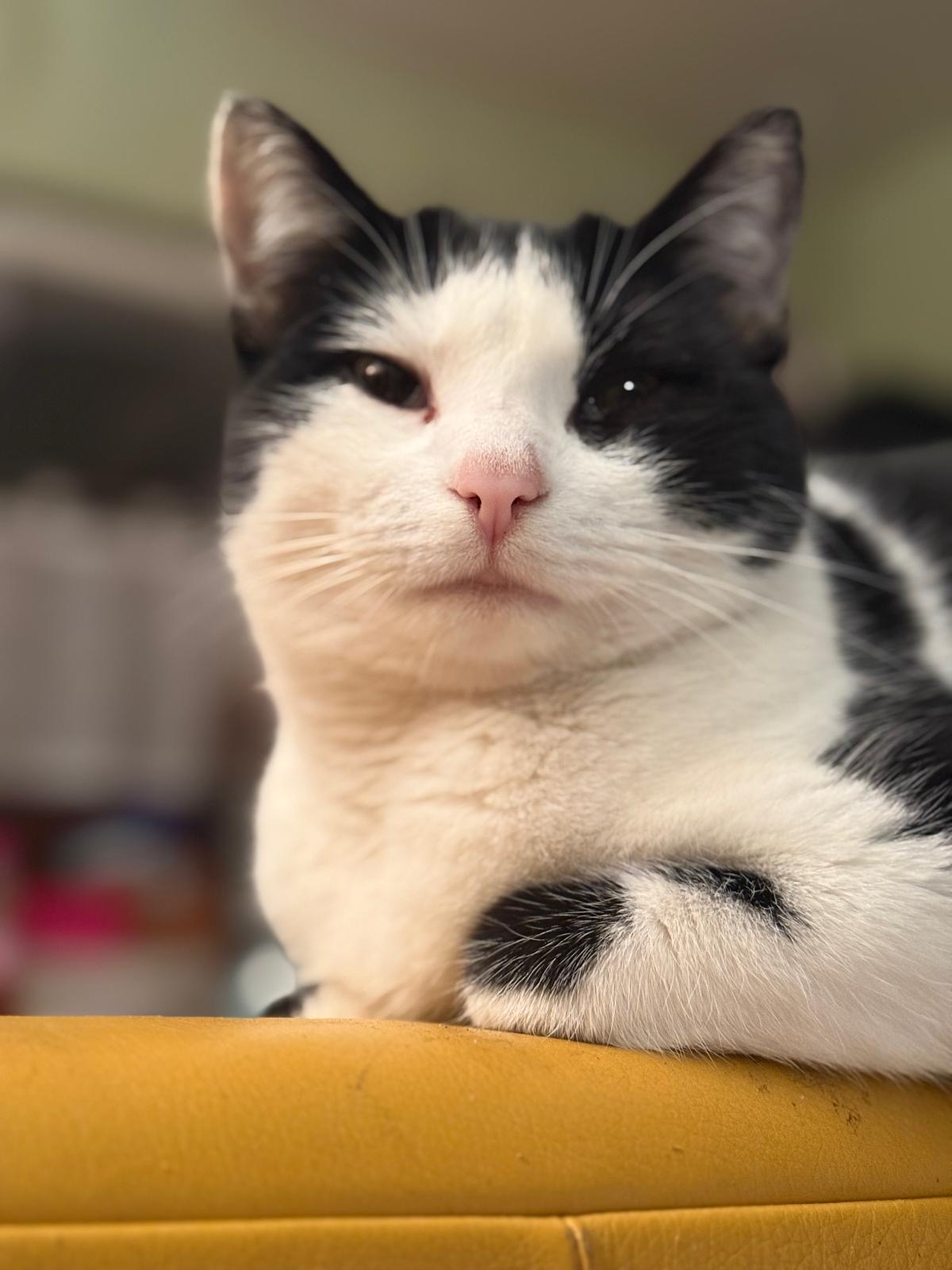Milkyway – eine ganz besondere Katze Milkyway – eine ganz besondere Katze