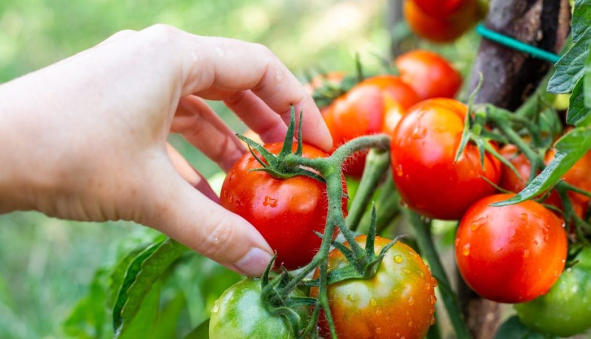 Wann Tomaten ernten?
