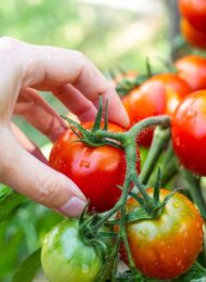 Wann Tomaten ernten?