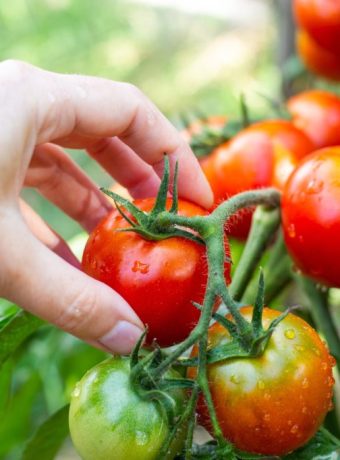 Wann Tomaten ernten?