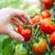 Wann Tomaten ernten?