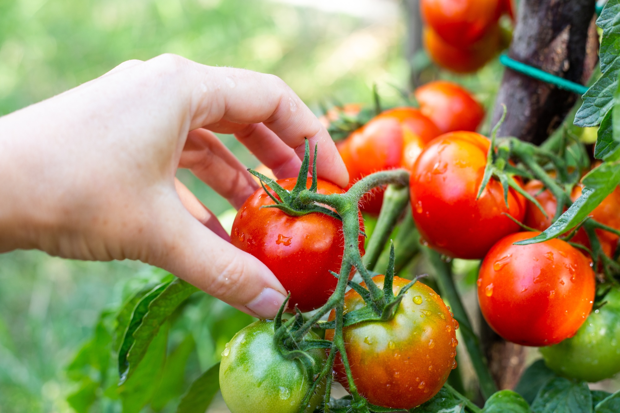 Wann Tomaten ernten? Wann Tomaten ernten?