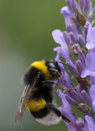 Wildbienen mit riesiger Bedeutung
