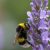 Wildbienen mit riesiger Bedeutung