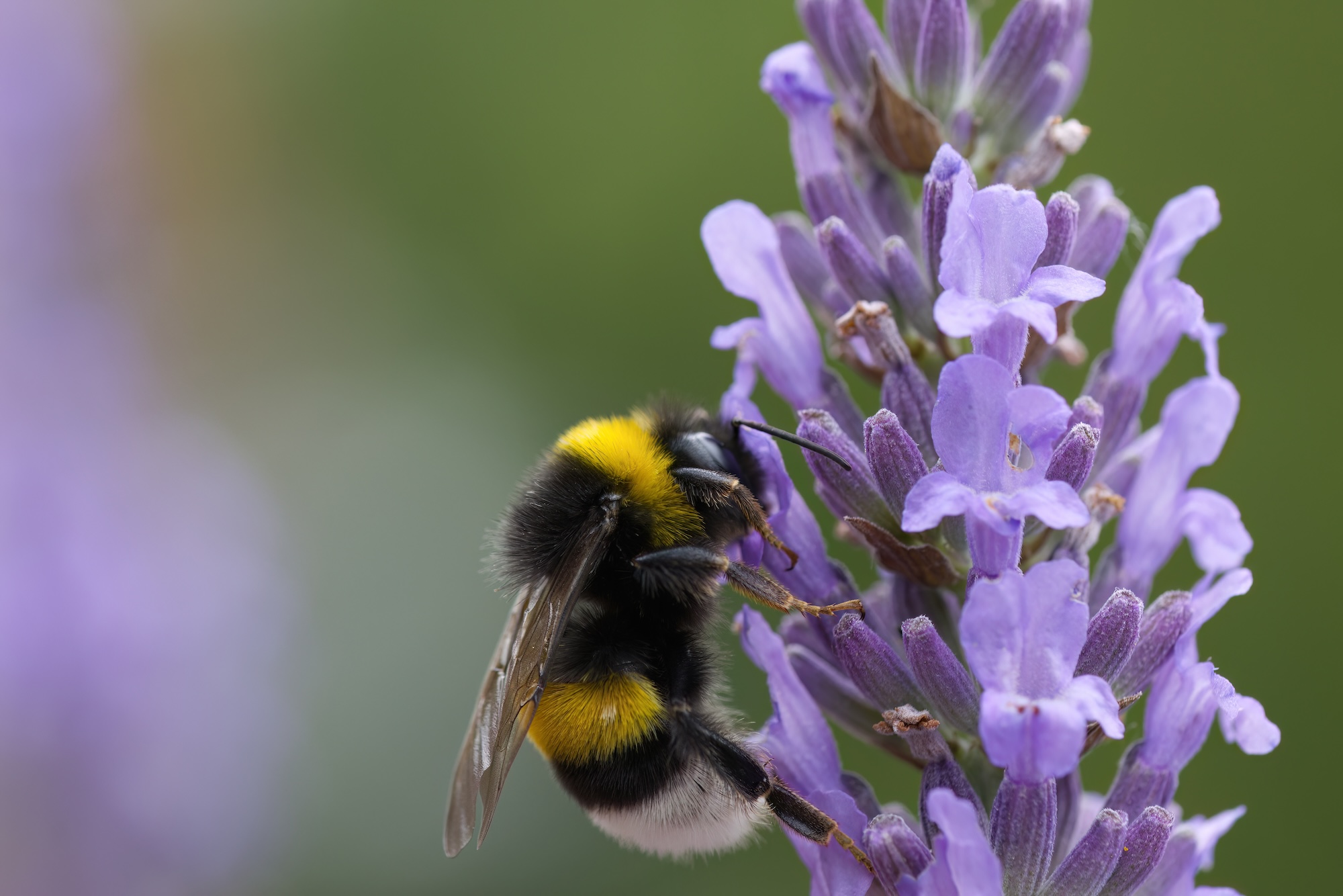 Wildbienen mit riesiger Bedeutung Wildbienen mit riesiger Bedeutung