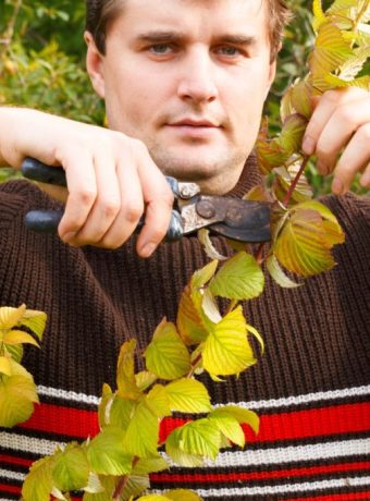 Herbstschnitt von Obst- und Beerensträuchern