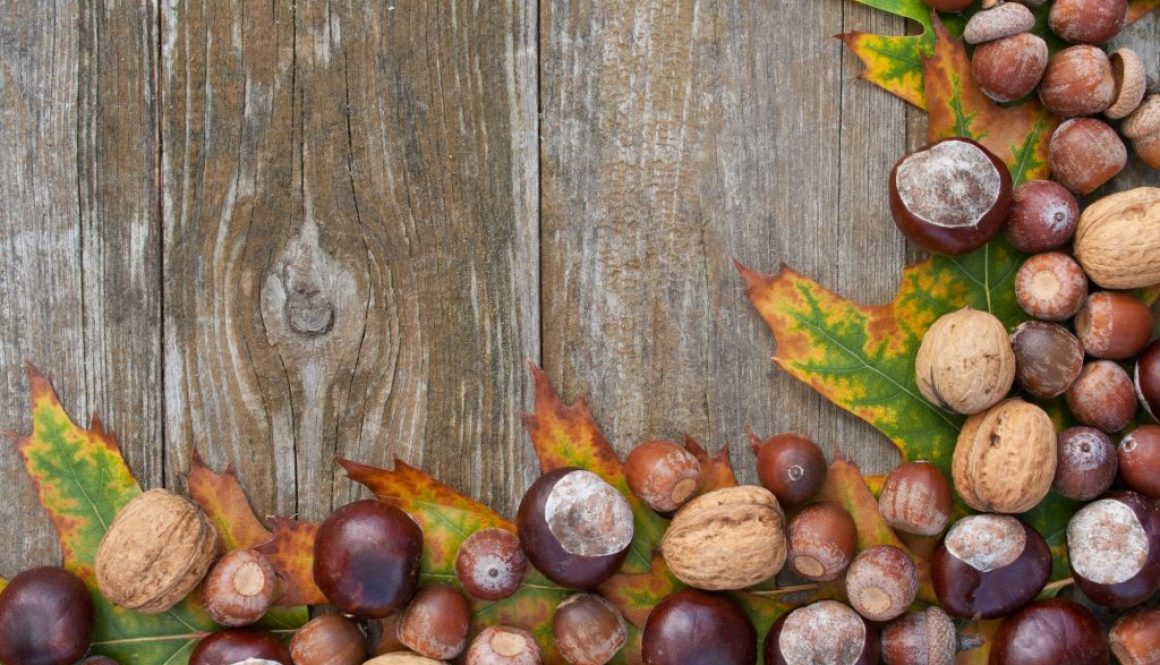 Kastanien, Nüsse & Eiche: Sammeln, Verarbeiten & Rezepte