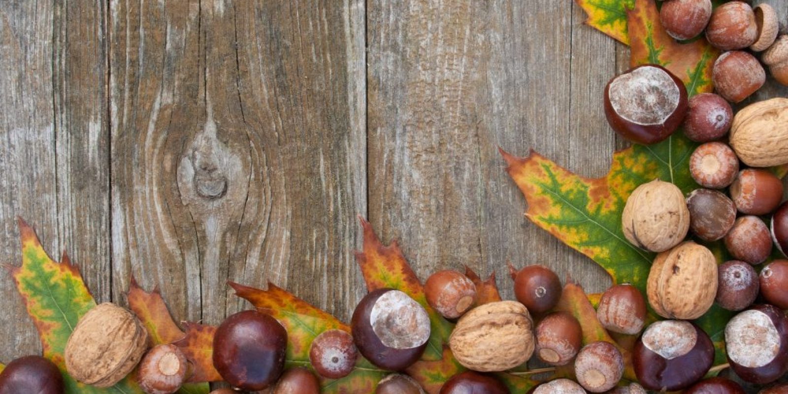 Kastanien, Nüsse & Eiche: Sammeln, Verarbeiten & Rezepte