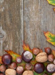 Kastanien, Nüsse & Eiche: Sammeln, Verarbeiten & Rezepte