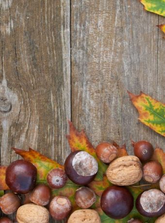 Kastanien, Nüsse & Eiche: Sammeln, Verarbeiten & Rezepte