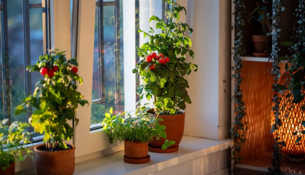 Tomaten überwintern