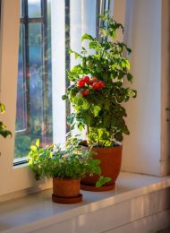 Tomaten überwintern