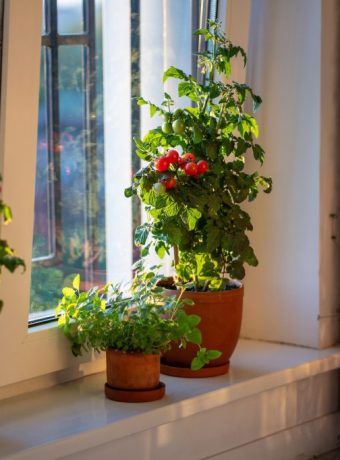 Tomaten überwintern