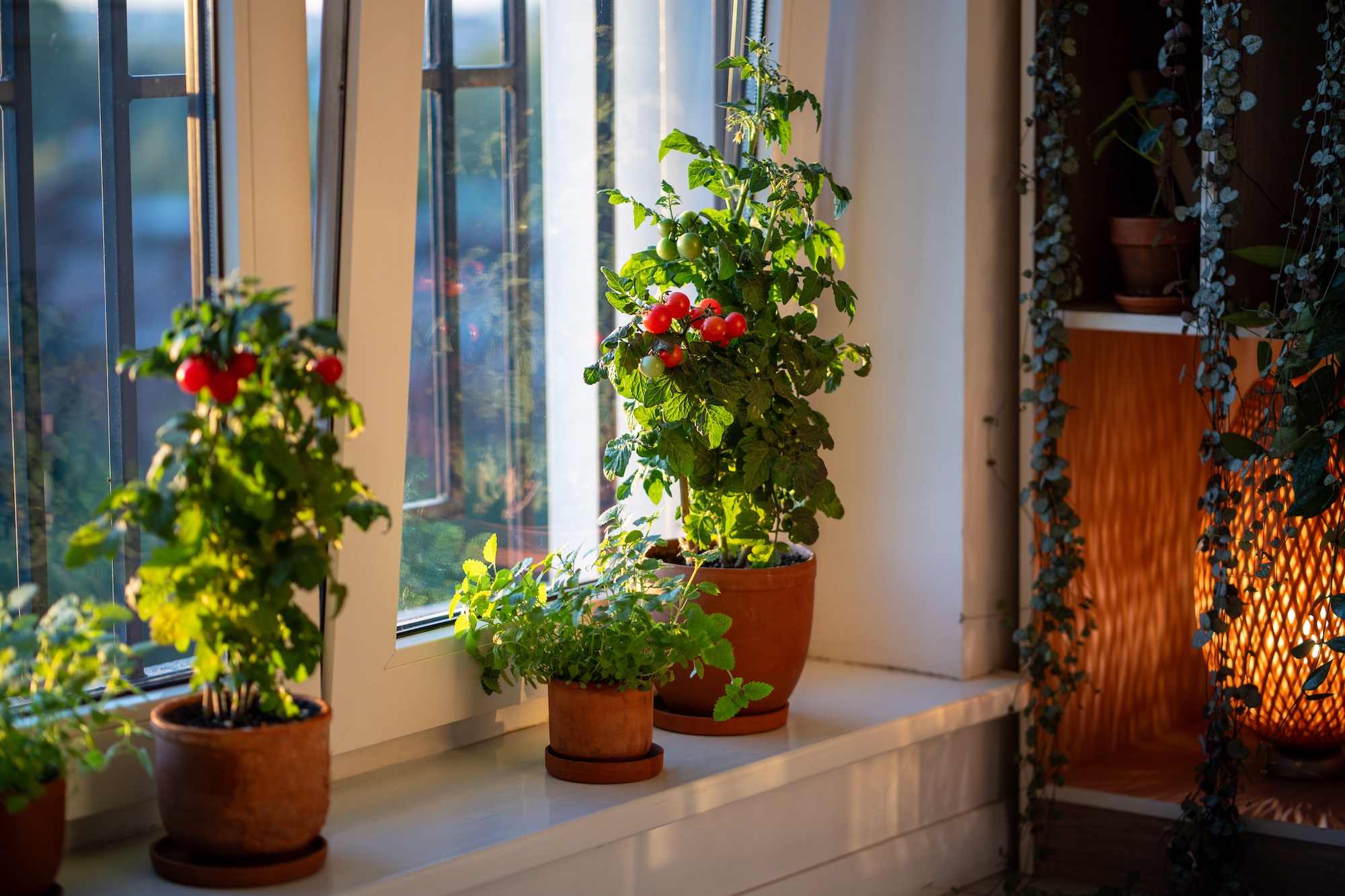 Tomaten überwintern Tomaten überwintern