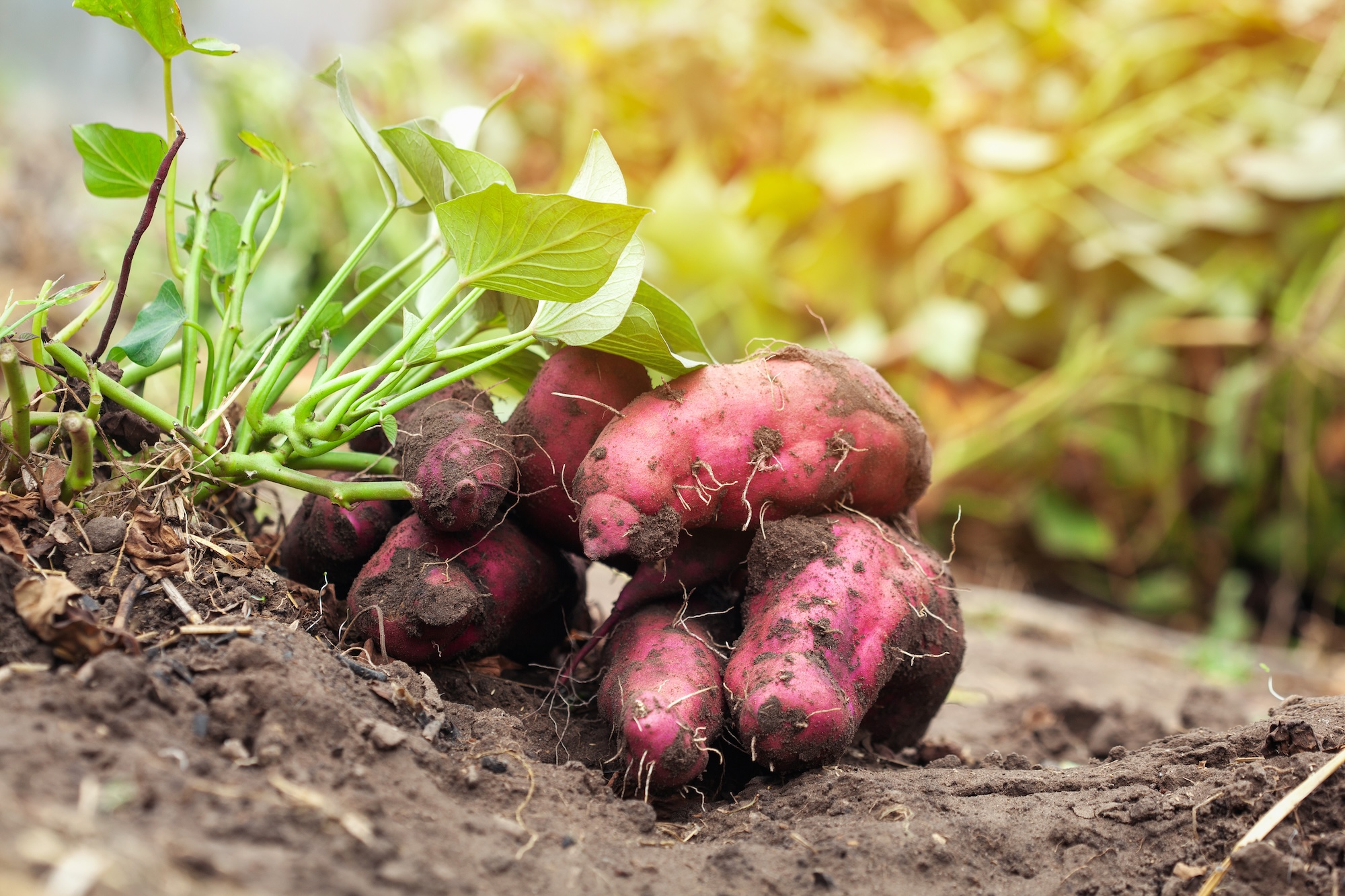 Wissenswertes über Süßkartoffeln Wissenswertes über Süßkartoffeln