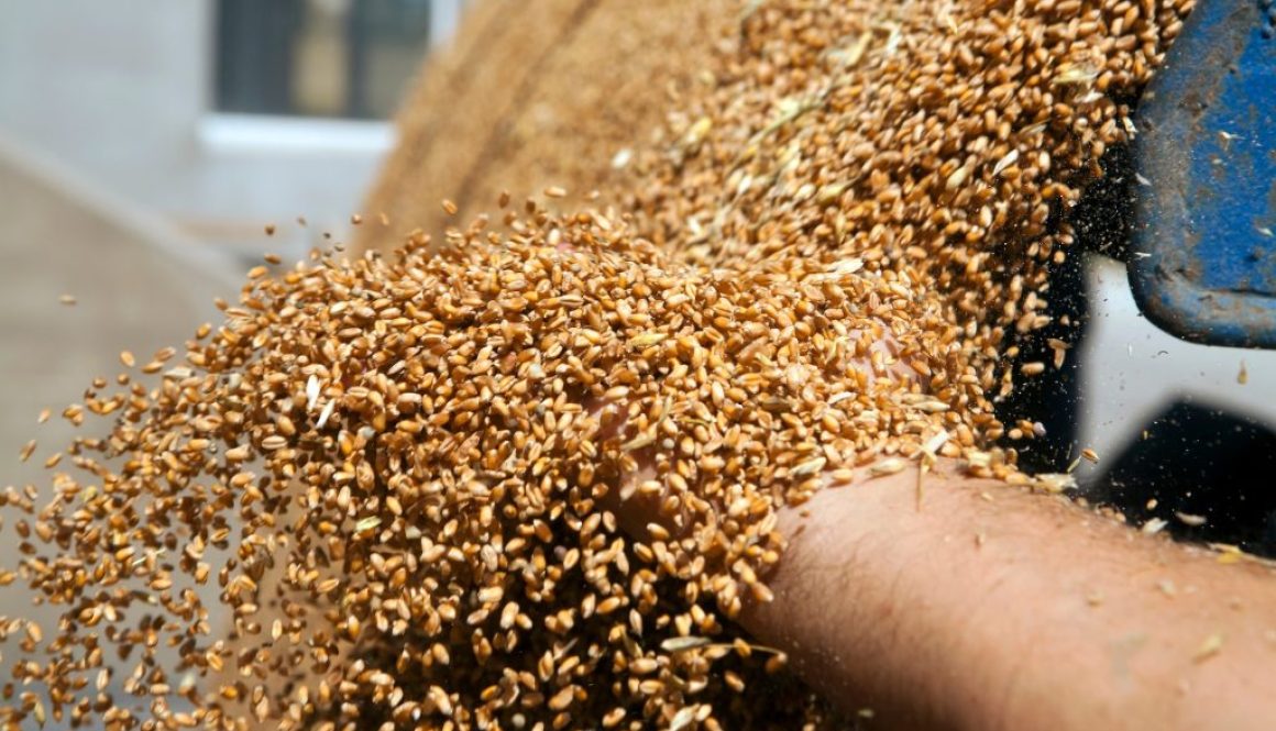 Bohnen & Getreide: Ernte, Trocknung & Lagerung