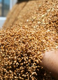 Bohnen & Getreide: Ernte, Trocknung & Lagerung