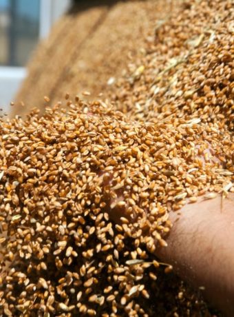 Bohnen & Getreide: Ernte, Trocknung & Lagerung